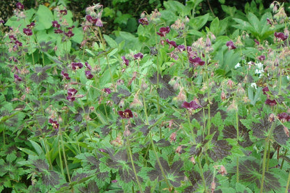 Geranium phaeum 'Samobor' (Brauner Garten-Storchschnabel)
