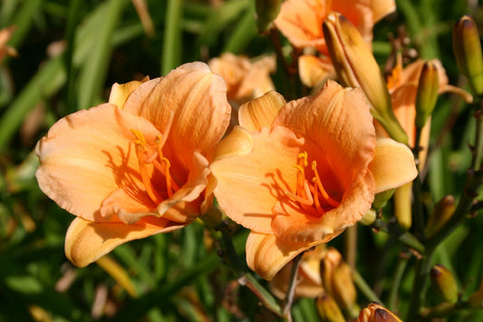 Hemerocallis 'Toyland' Miniaturblütige Taglilie
