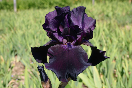 Iris Barbata-Elatior 'Superstition' Hohe Garten-Schwertlilie