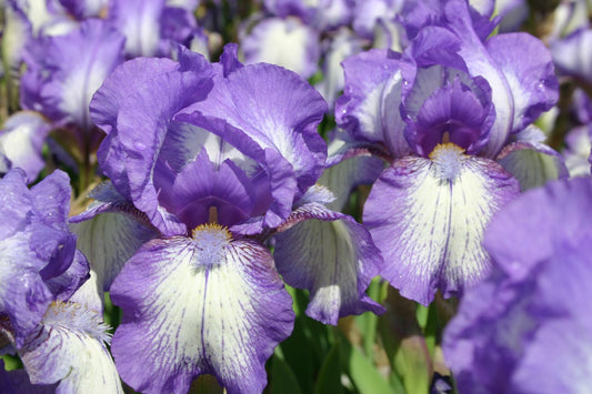Iris Barbata-Media 'Arctic Fancy' Mittelhohe Garten-Schwertlilie