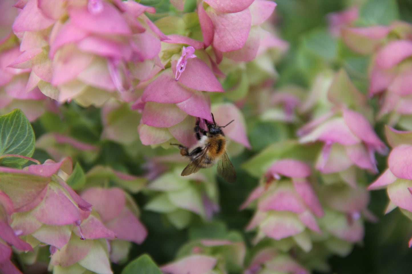 Origanum rotundifolium 'Kent Beauty' (Rundblättriger Dost)