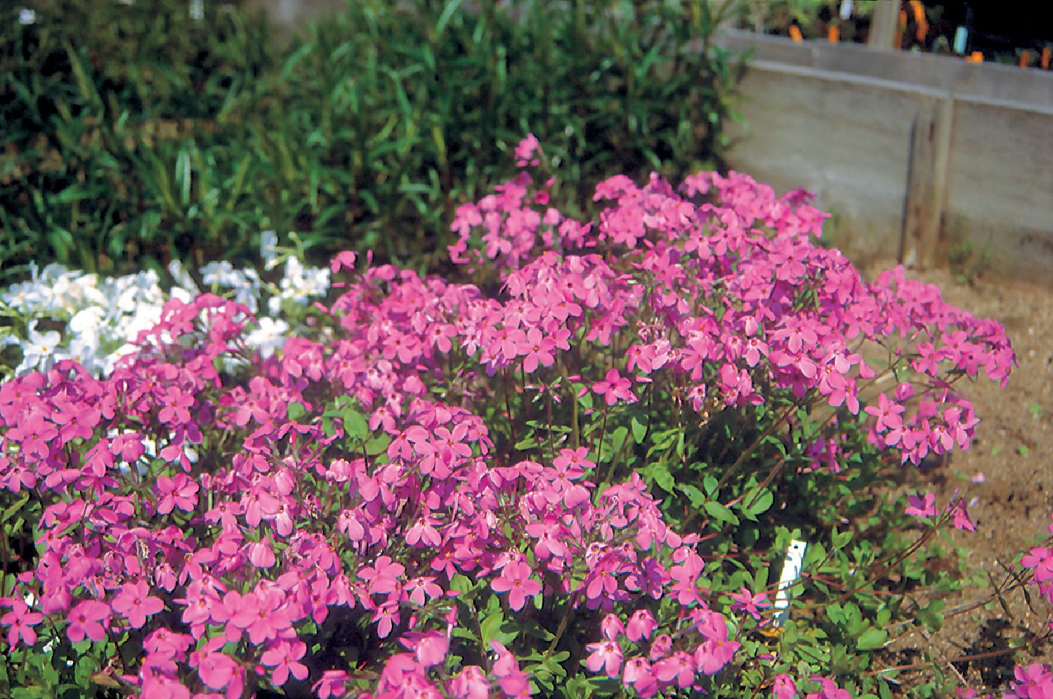 Phlox stolonifera 'Home Fires' Flammenblume | Wanderphlox