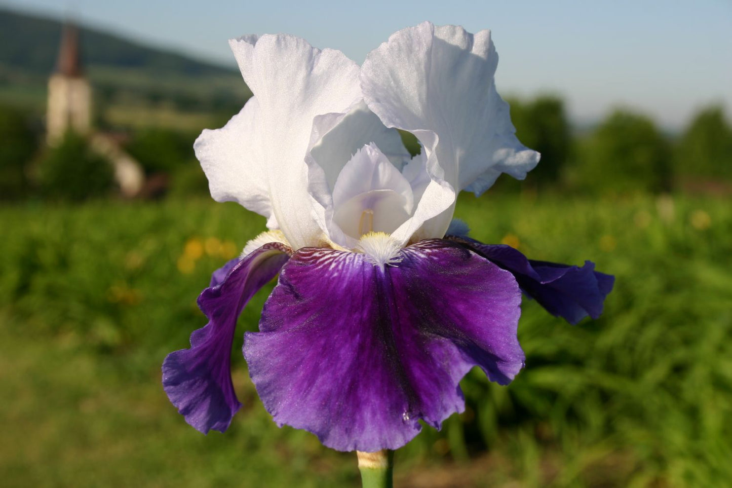 Iris Barbata-Elatior 'Snow Mound' Hohe Garten-Schwertlilie