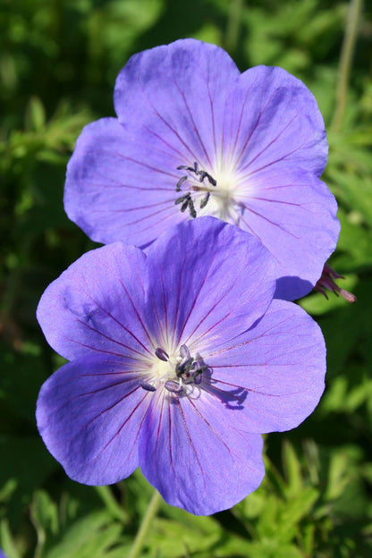 Geranium x pratense 'Brookside' Garten-Storchschnabel