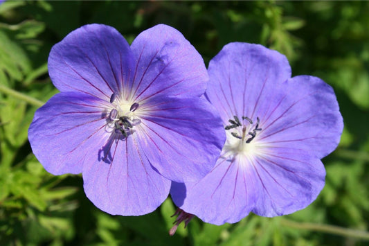 Geranium x pratense 'Brookside' Garten-Storchschnabel