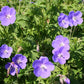 Geranium x pratense 'Brookside' (Garten-Storchschnabel)