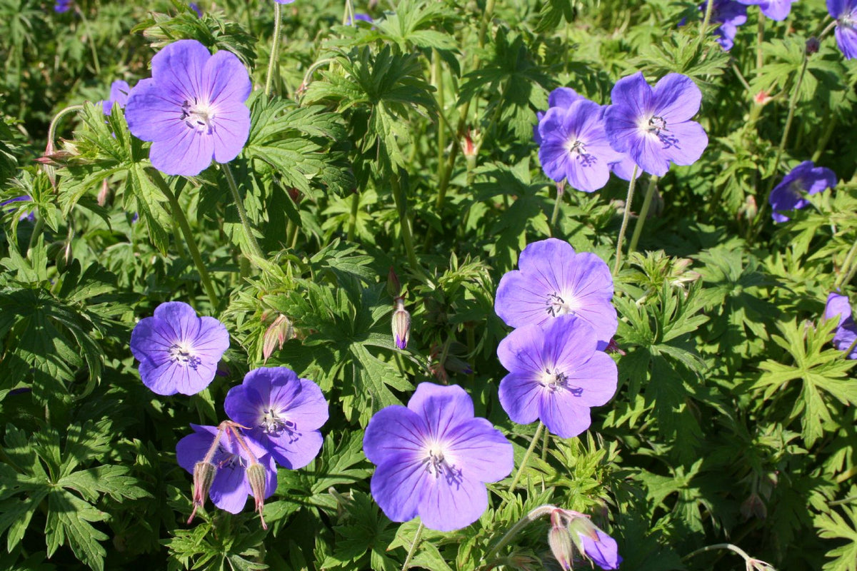 Geranium x pratense 'Brookside' (Garten-Storchschnabel)