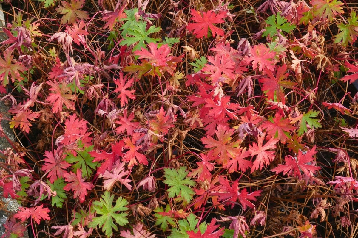Geranium x pratense 'Brookside' (Garten-Storchschnabel)