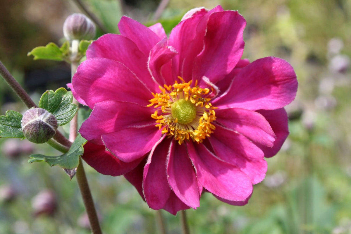 Anemone x japonica 'Margarete' (Herbstanemone) - P 1