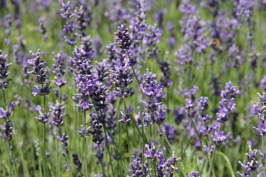 Lavandula angustifolia 'Siesta' Garten-Lavendel