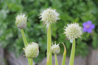 Allium fistulosum, Winterheckenzwiebel Winter-Zwiebel