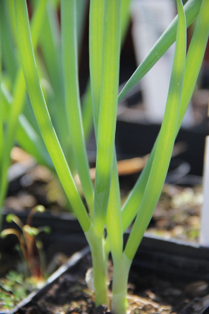 Allium fistulosum, Winterheckenzwiebel (Winter-Zwiebel)