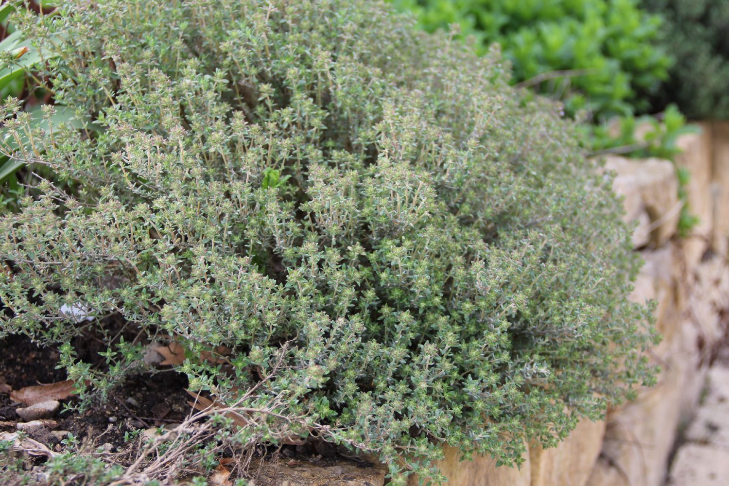 Thymus vulgaris var. fragrantissima Orangenthymian