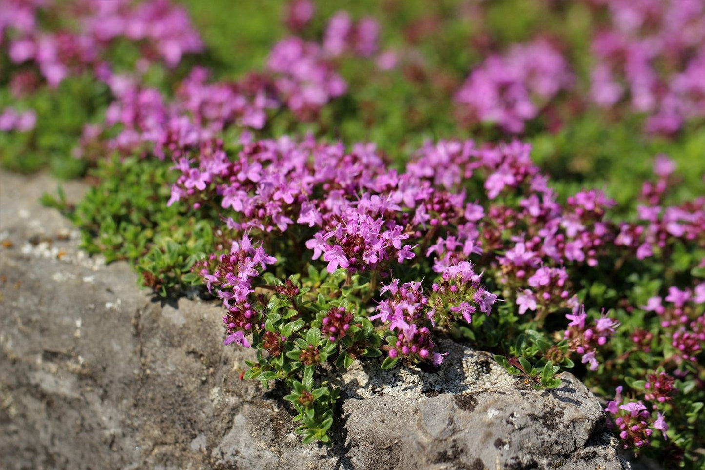 Thymus serpyllum 'Magic Carpet' Sand-Thymian