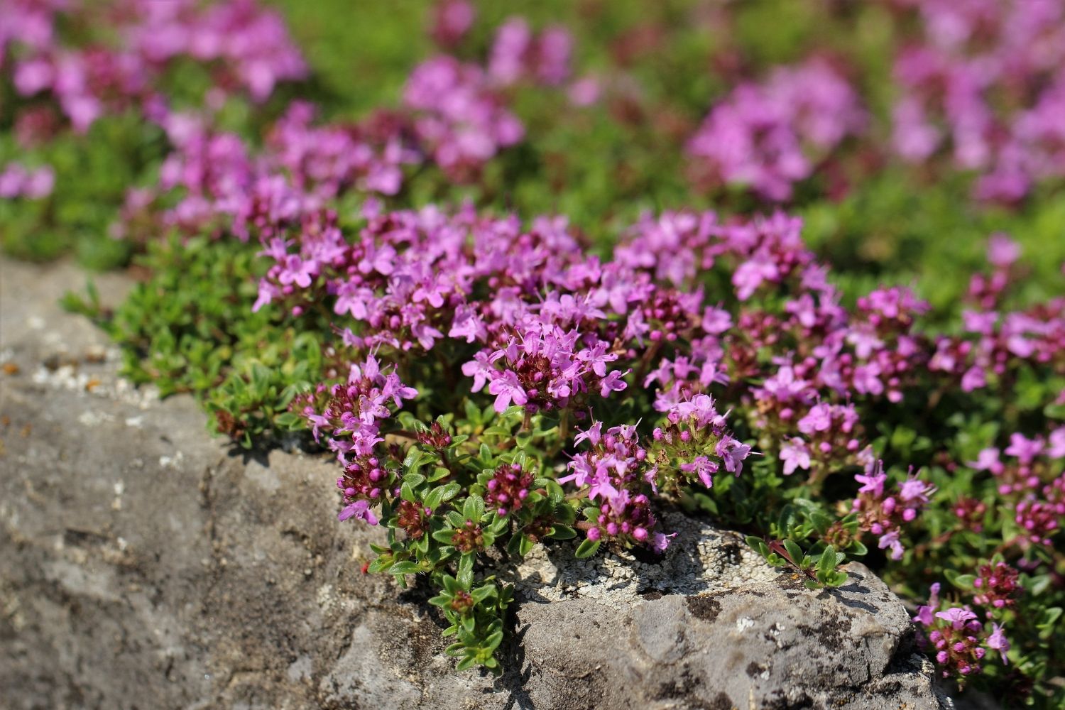 Thymus serpyllum 'Magic Carpet' Sand-Thymian