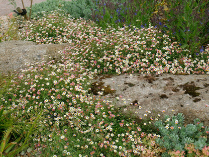 Erigeron karvinskianus 'Blütenmeer' (Spanisches Gänseblümchen)