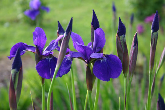 Iris sibirica 'Caesar´s Brother' Bartlose Garten-Schwertlilie