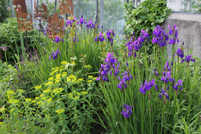 Iris sibirica 'Caesar´s Brother' (Bartlose Garten-Schwertlilie)