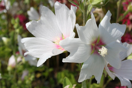 Lavatera x olbia 'Baby Barnsley' Busch-Malve