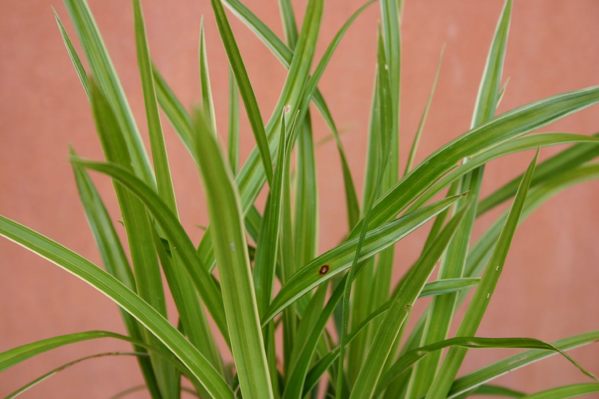 Carex foliosissima 'Ice Dance' (Japansegge) - P 0,5