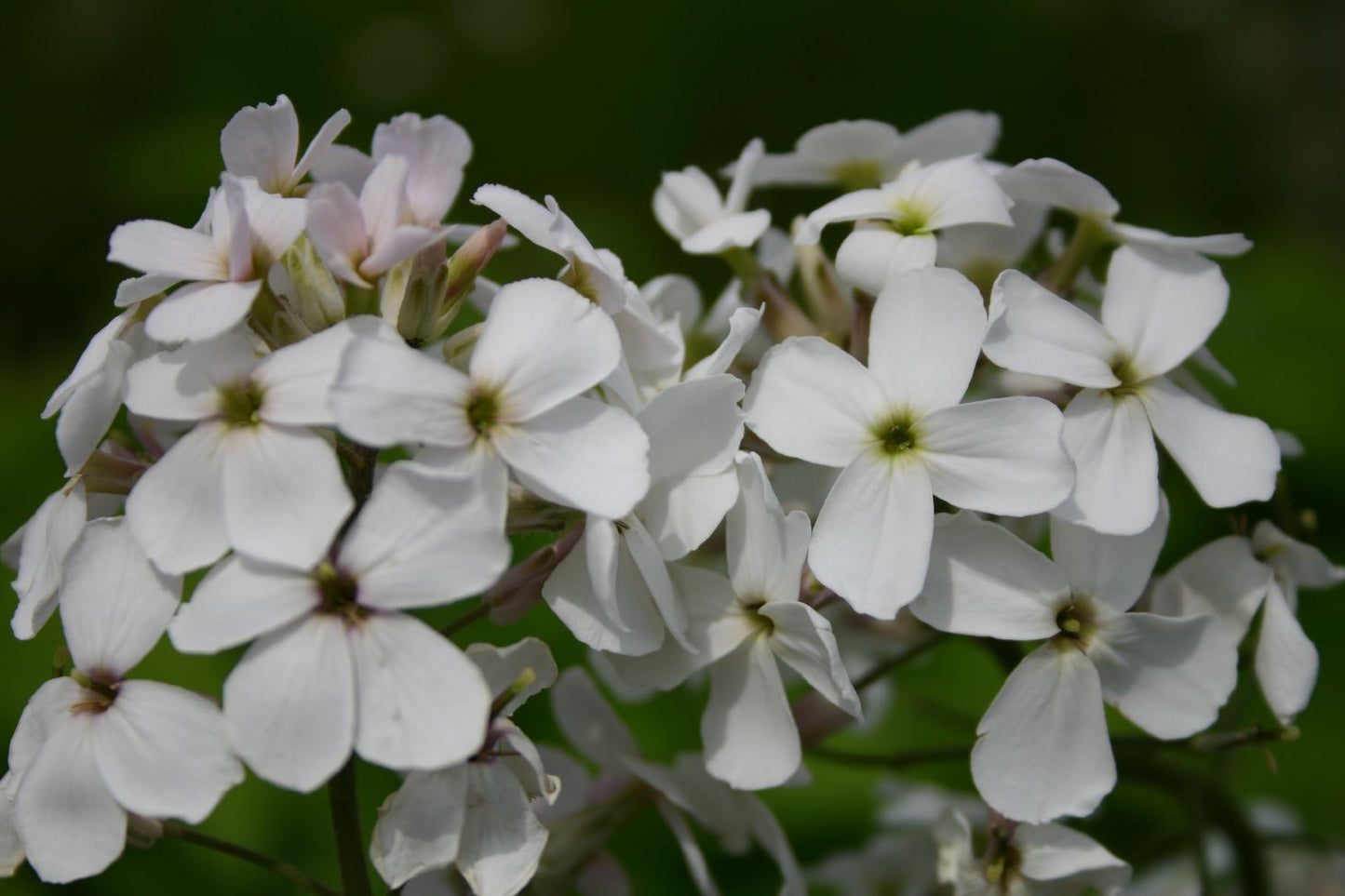 Hesperis matronalis 'Alba' Weiße Nachtviole