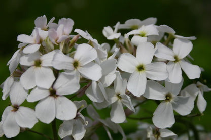 Hesperis matronalis 'Alba' Weiße Nachtviole