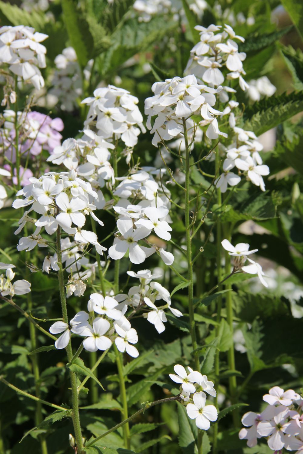 Hesperis matronalis 'Alba' (Weiße Nachtviole)