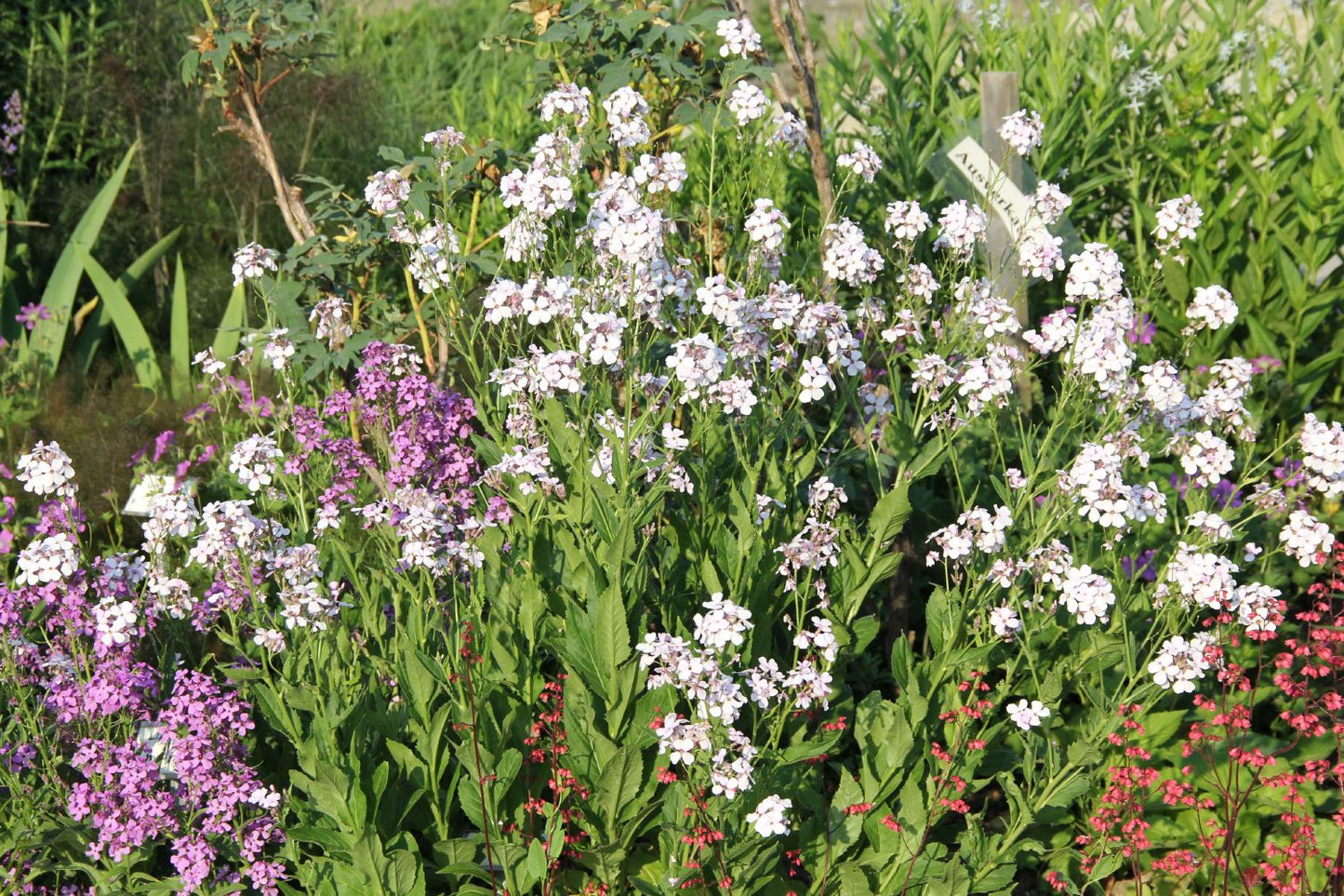 Hesperis matronalis 'Alba' (Weiße Nachtviole)
