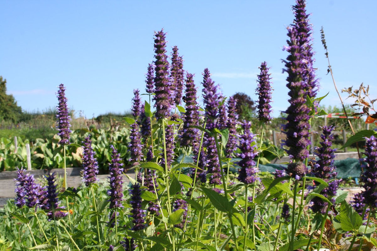 Agastache x rugosa 'Black Adder' (Duftnessel) - P 1