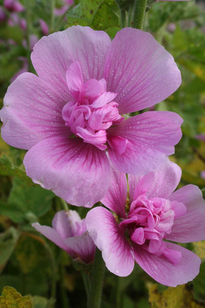 Alcalthaea suffrutescens 'Parkrondell' Stockrose