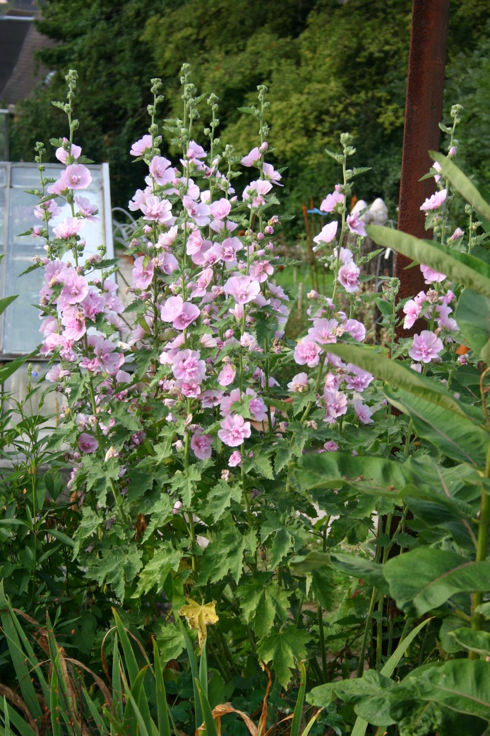 Alcalthaea suffrutescens 'Parkrondell' (Stockrose)