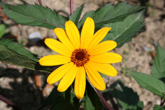 Heliopsis helianthoides 'Summer Nights' Garten-Sonnenauge