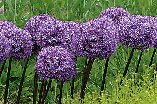 Allium 'Globemaster' Kugellauch | Zierlauch