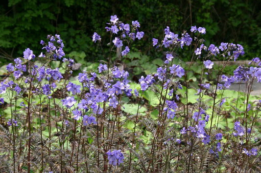 Polemonium yezoense 'Bressingham Purple' Garten-Jakobsleiter
