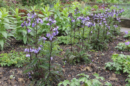 Polemonium yezoense 'Bressingham Purple' (Garten-Jakobsleiter)