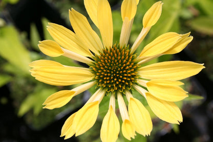 Echinacea 'Sunrise' ® Scheinsonnenhut