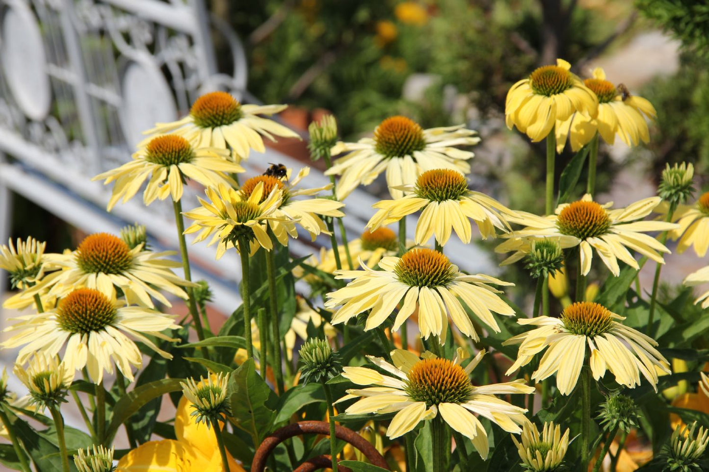 Echinacea 'Sunrise' ® (Scheinsonnenhut)