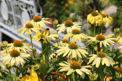 Echinacea 'Sunrise' ® (Scheinsonnenhut)