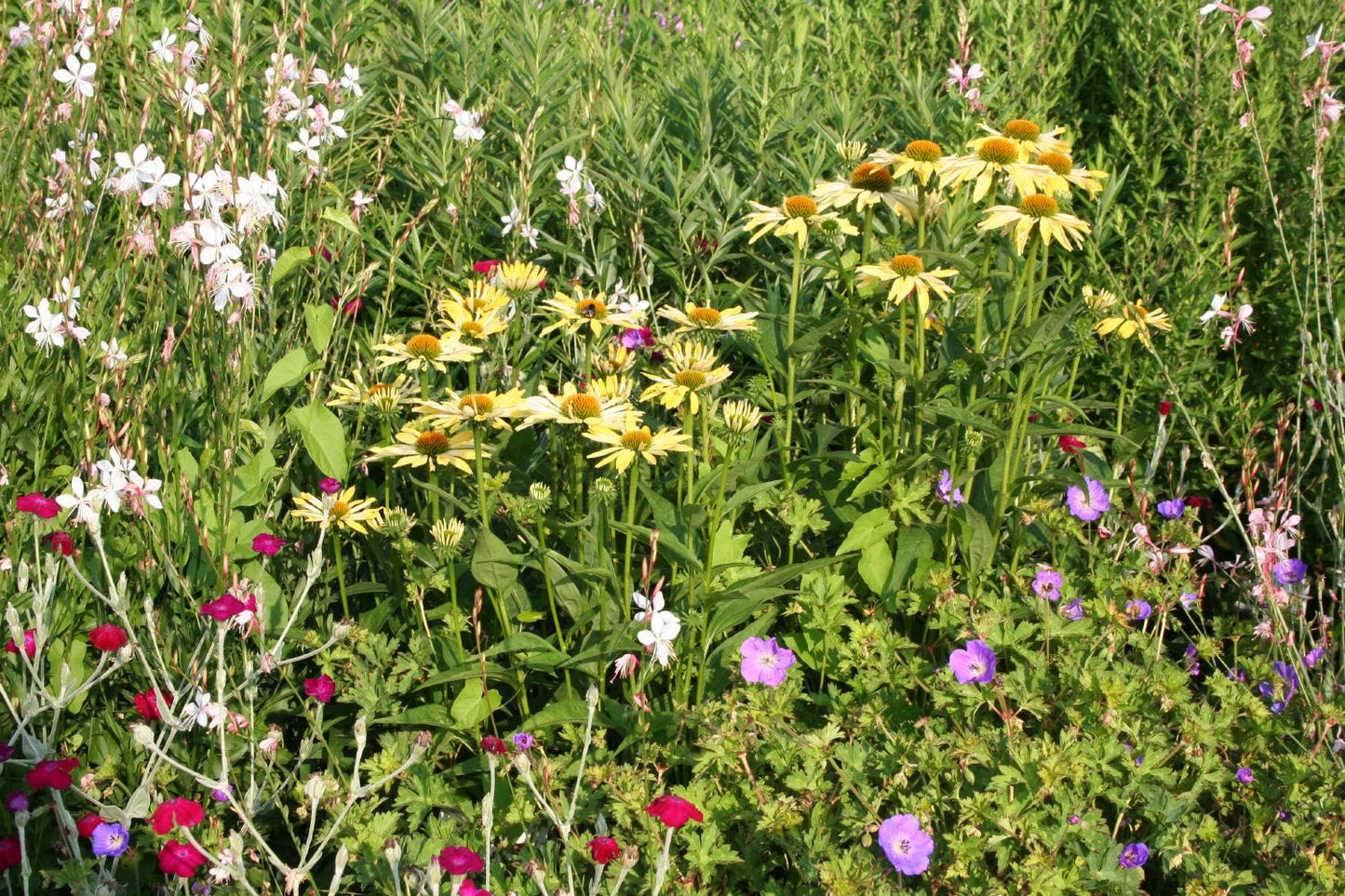 Echinacea 'Sunrise' ® (Scheinsonnenhut)