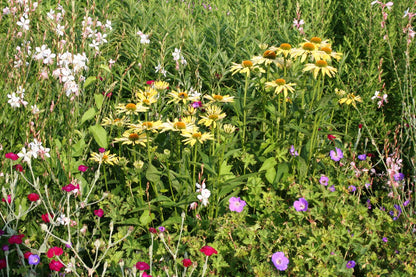 Echinacea 'Sunrise' ® (Scheinsonnenhut)