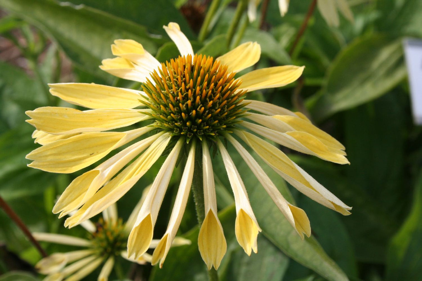 Echinacea 'Sunrise' ® (Scheinsonnenhut)