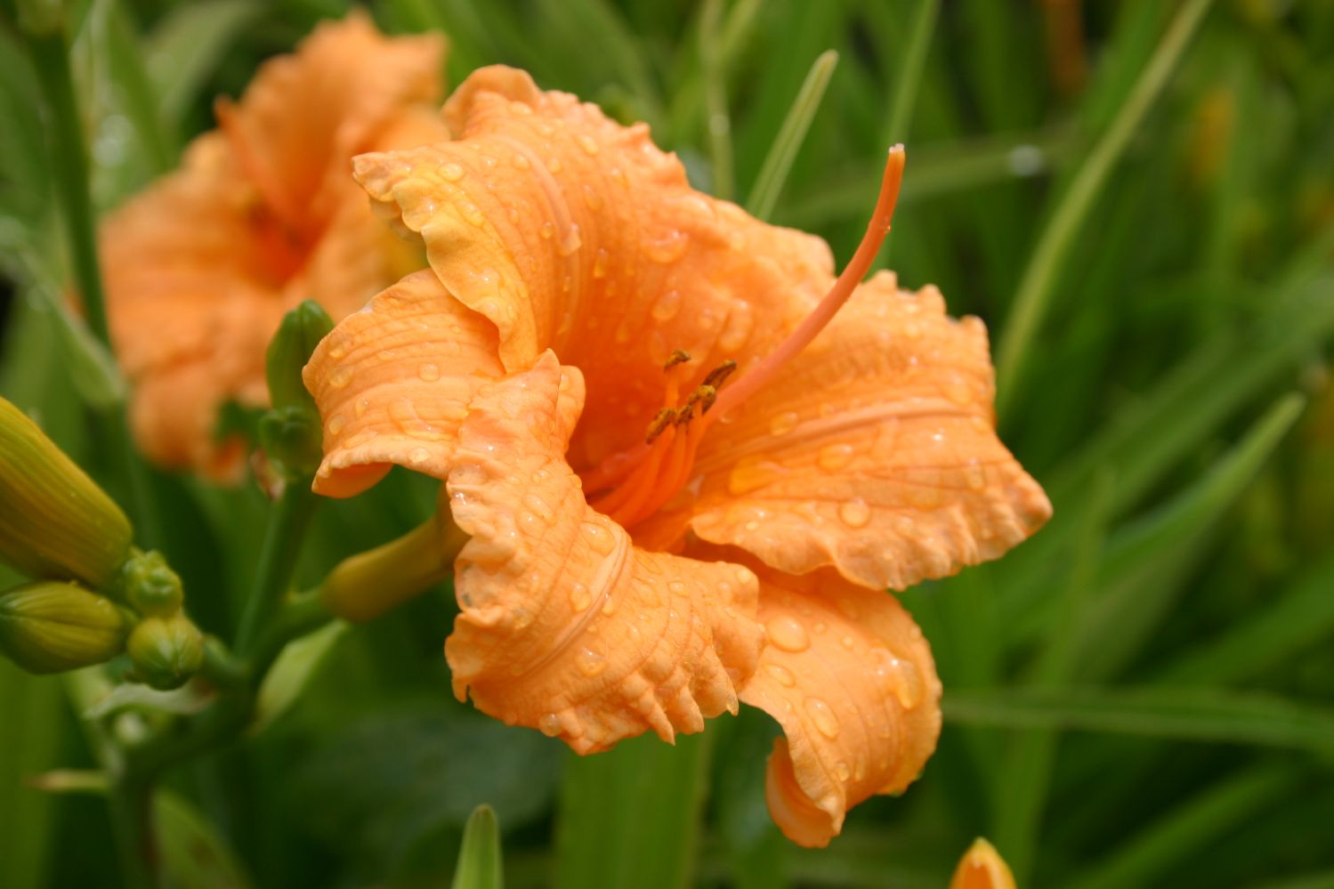 Hemerocallis 'Bertie Ferris' Miniaturblütige Taglilie