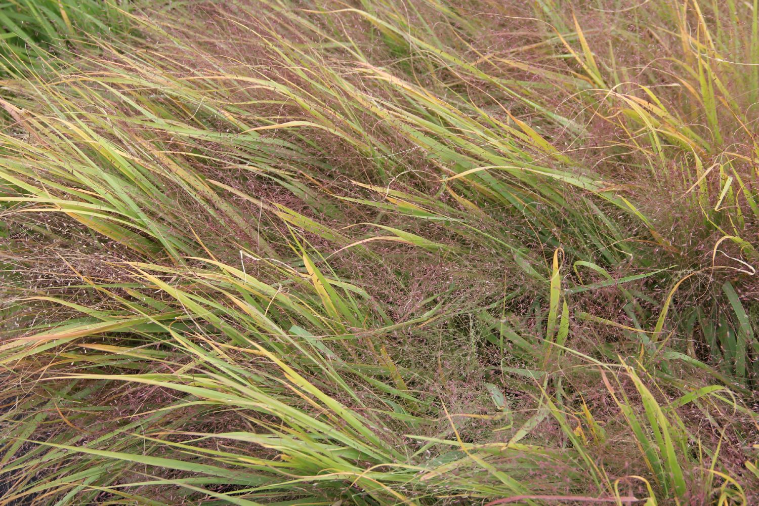 Eragrostis spectabilis Purpur-Liebesgras