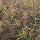 Eragrostis spectabilis (Purpur-Liebesgras)