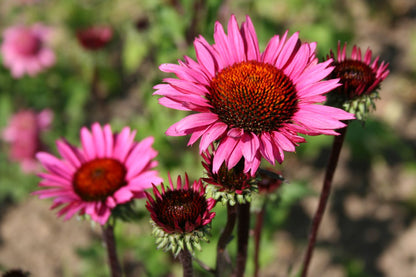 Echinacea 'Fatal Attraction' ® (Scheinsonnenhut)