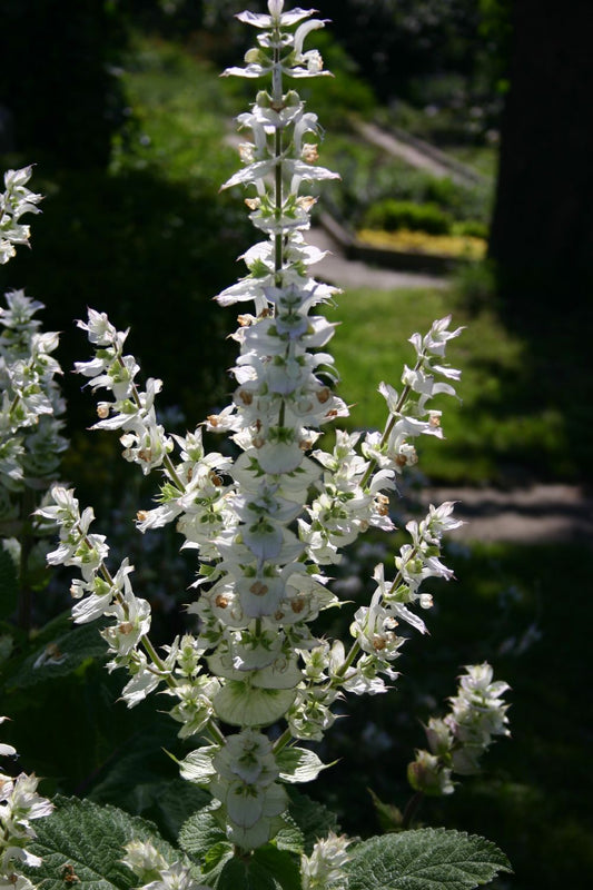 Salvia sclarea 'Vatican White' Garten-Muskateller-Salbei