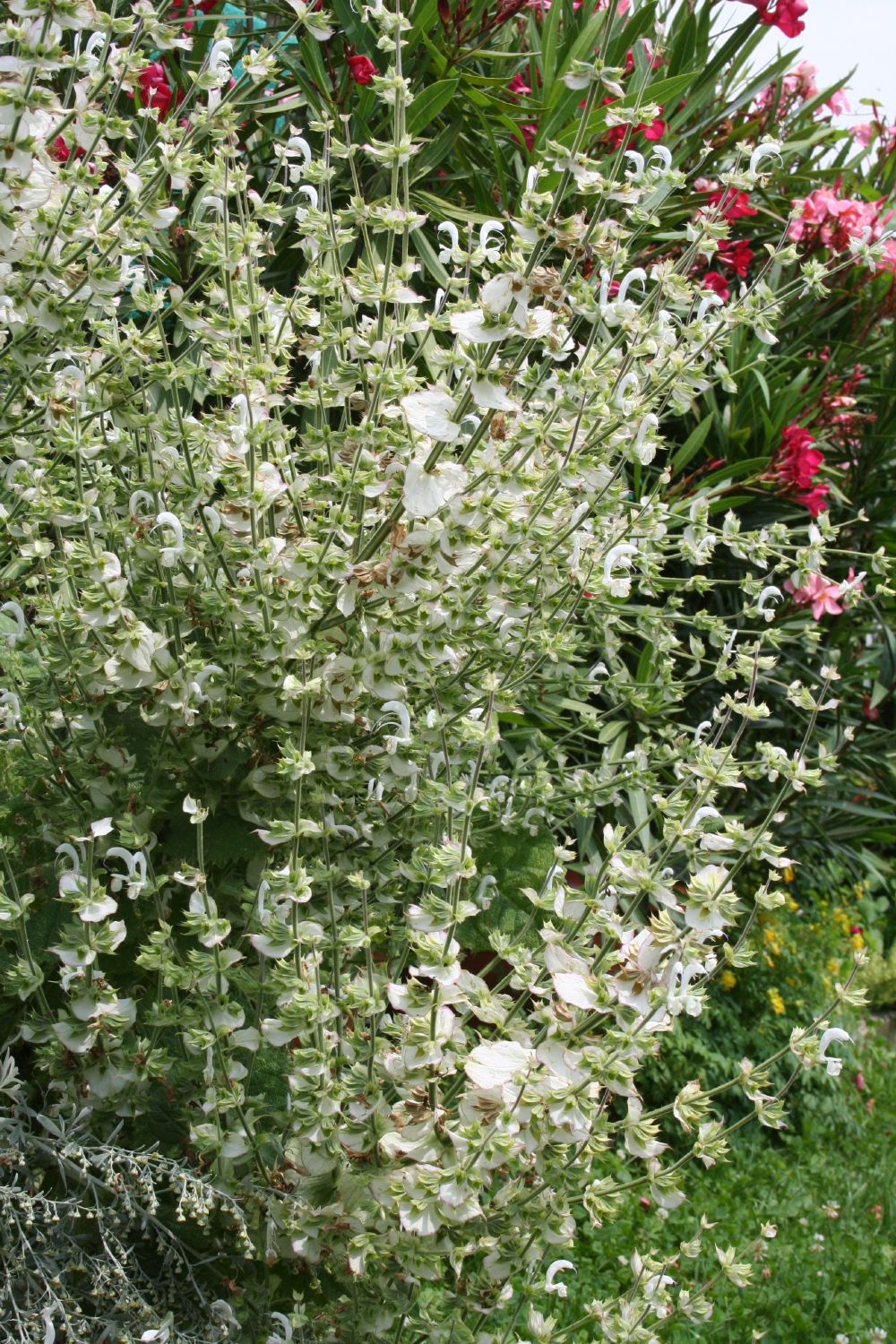 Salvia sclarea 'Vatican White' (Garten-Muskateller-Salbei)