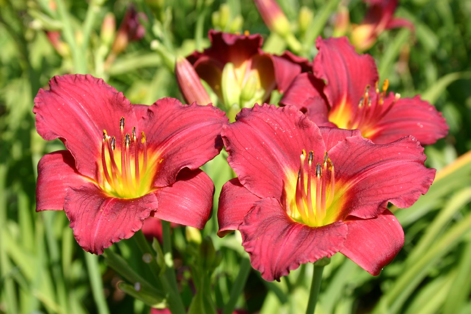Hemerocallis 'Pardon Me' Miniaturblütige Taglilie