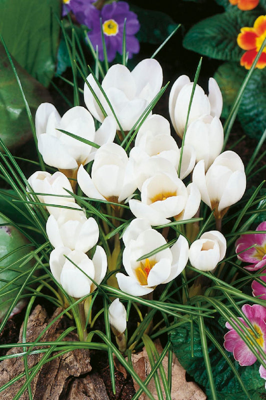 Crocus chrysanthus 'Ard Schenk' Garten-Krokus