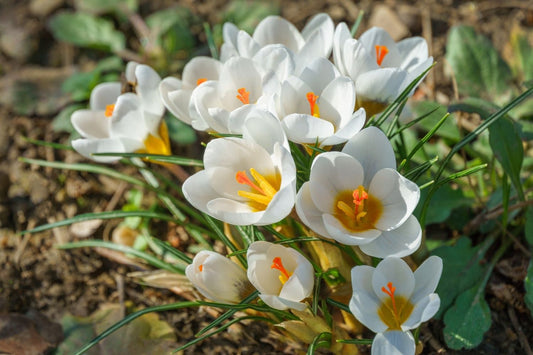 Crocus chrysanthus 'Ard Schenk' Garten-Krokus